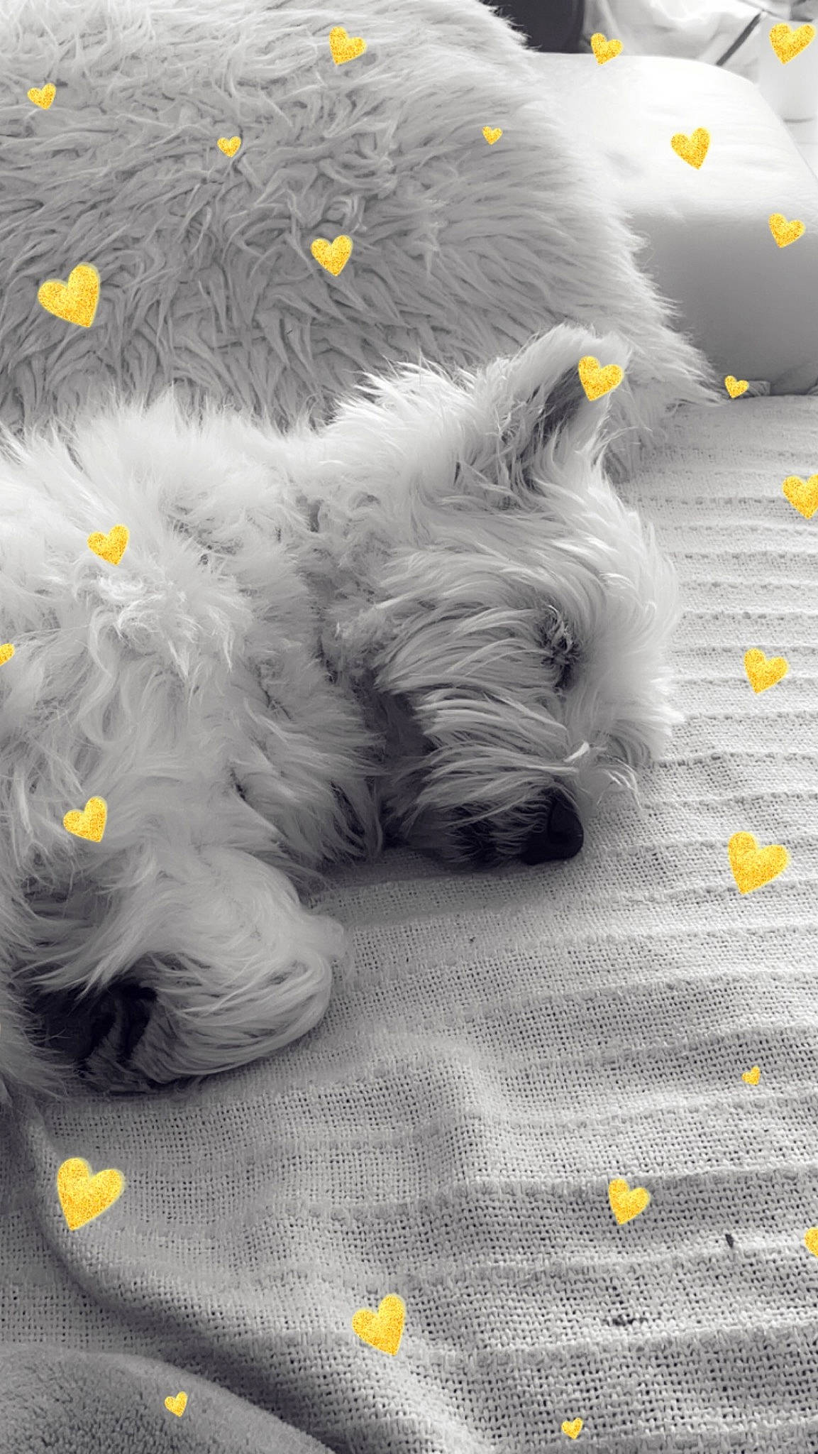 Julie a rejoint le concours — aidez-le/la à gagner de superbes lots ! asphalt, automotive_tire, canidae, carnivore, companion_dog, dog, dog_breed, fur, grey, monochrome, monochrome_photography, road_surface, small_terrier, snout, sporting_group, tail, terrier, toy_dog, working_animal