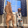 dog, toddler, window, curtains, pajamas, carpet, indoor, standing, back_view, animal, child, patterned_clothing, brown_dog, blue_sky, home, curiosity, companionship, light, shadow, room