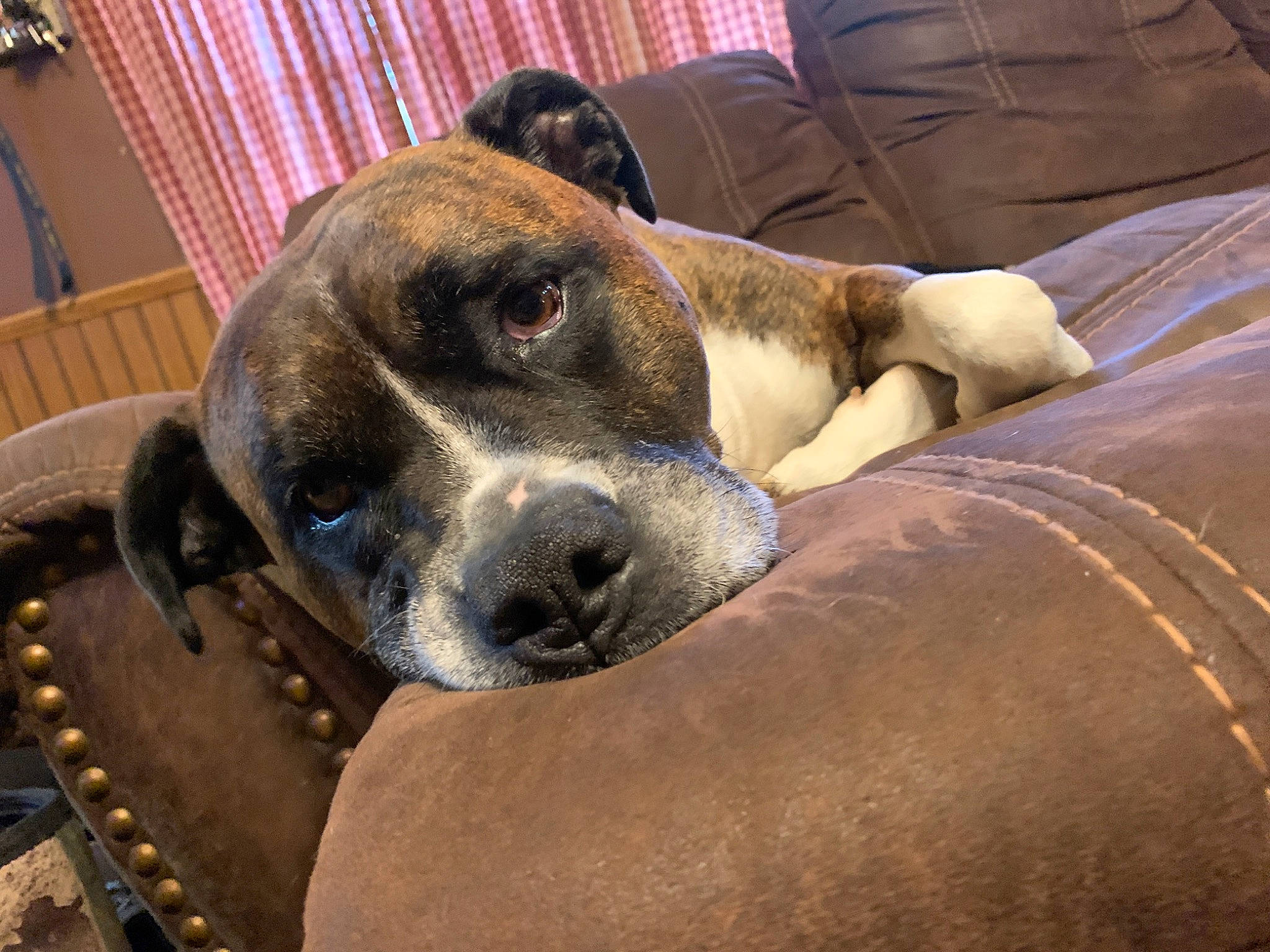 Gunner joined the competition — help win amazing prizes! canidae, carnivore, comfort, companion_dog, couch, curtain, dog, dog_breed, fur, guard_dog, liver, non_sporting_group, paw, pet_supply, sleeper_chair, sporting_group, terrestrial_animal, whiskers, working_animal