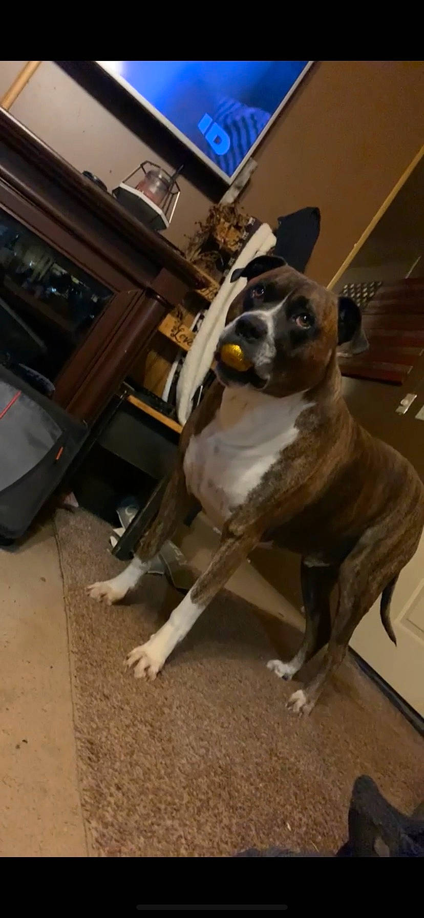 Gunner joined the competition — help win amazing prizes! carnivore, collar, companion_dog, dog, dog_breed, dog_collar, door, fawn, floor, flooring, fur, hardwood, snout, sporting_group, tail, terrestrial_animal, toy_dog, whiskers, wood, working_animal