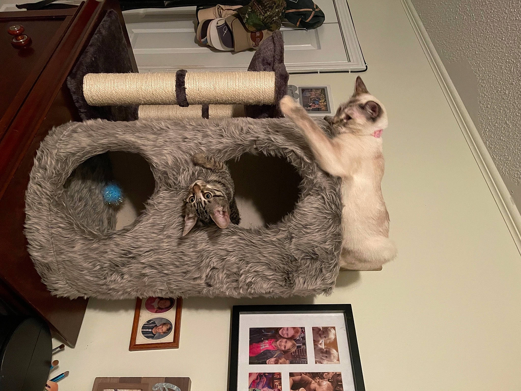 Echo joined the competition — help win amazing prizes! art, artifact, collection, computer_keyboard, craft, desk, eyewear, flooring, fur, hardwood, hide, history, picture_frame, plywood, room, table, tourist_attraction, visual_arts, wood, wool