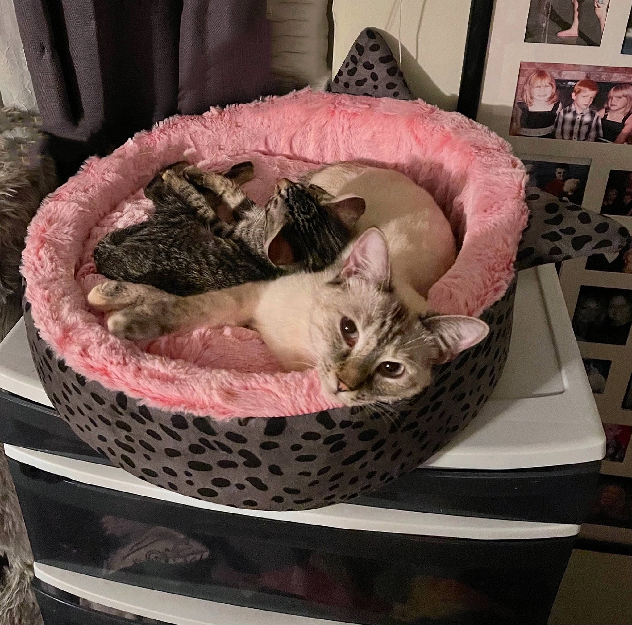 Echo is registered to the contest to win money with this photo: baby_products, bag, basket, bean_bag, carnivore, cat, cat_bed, cat_supply, comfort, dog_bed, domestic_short_haired_cat, felidae, fur, hat, linens, luggage_and_bags, pet_supply, picture_frame, small_to_medium_sized_cats, whiskers