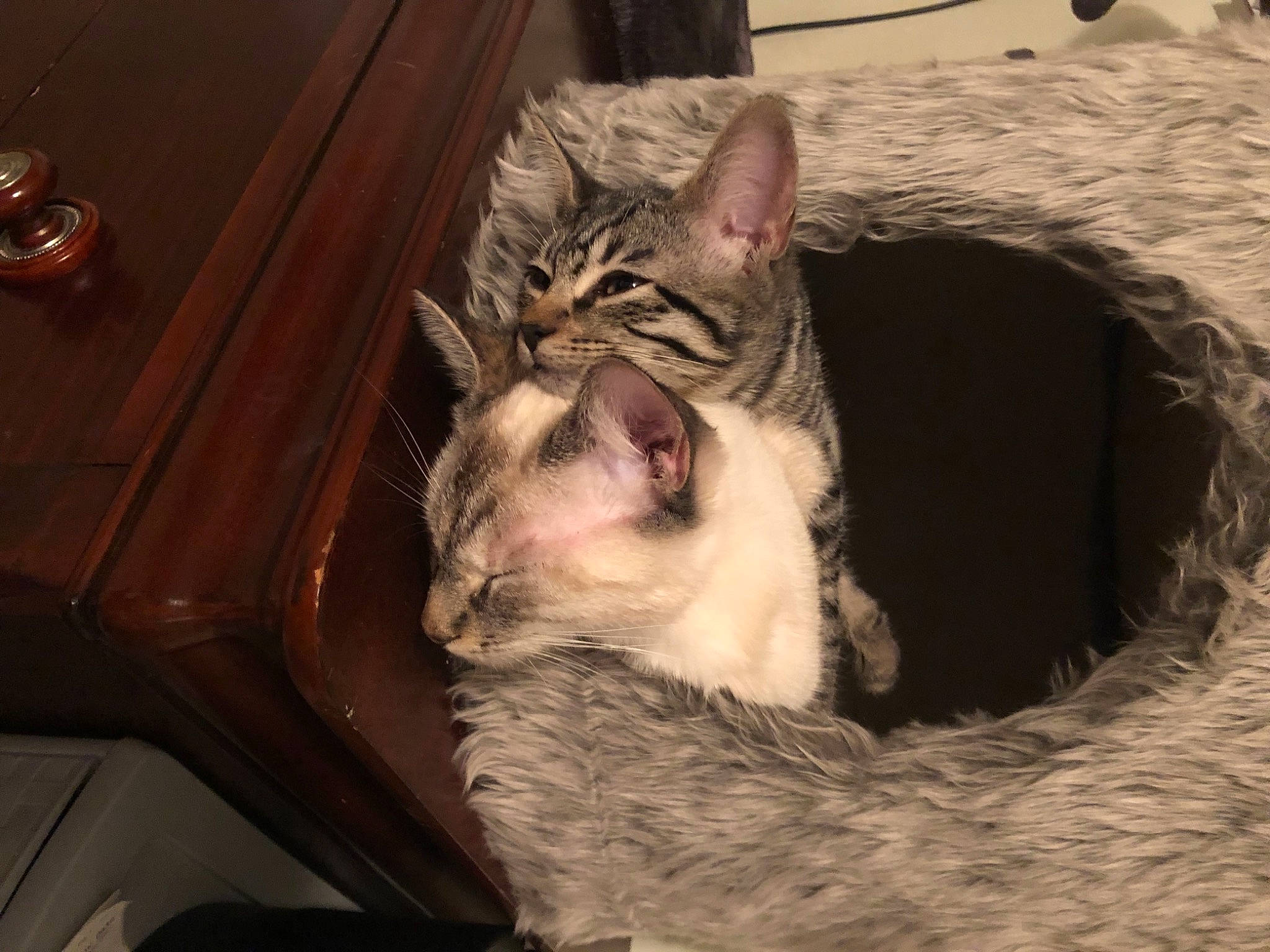 Echo is registered to the contest to win money with this photo: carnivore, cat, cat_bed, cat_furniture, cat_supply, claw, comfort, domestic_short_haired_cat, fang, felidae, fur, nap, paw, shout, small_to_medium_sized_cats, snout, tail, whiskers, wood, yawn