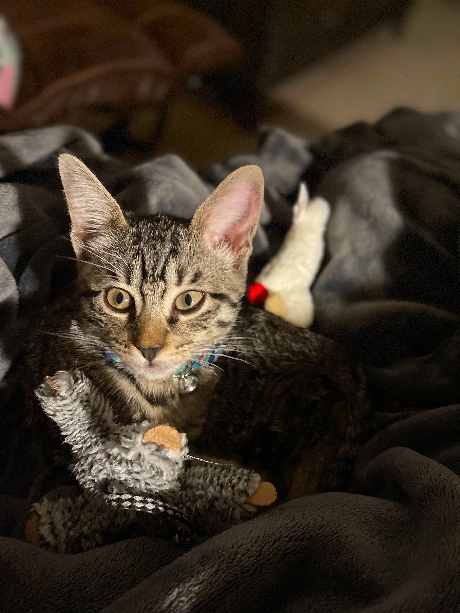 Echo is registered to the contest to win money with this photo: carnivore, cat, claw, comfort, darkness, domestic_short_haired_cat, felidae, fur, paw, sitting, small_to_medium_sized_cats, snout, terrestrial_animal, tree, whiskers, wildlife
