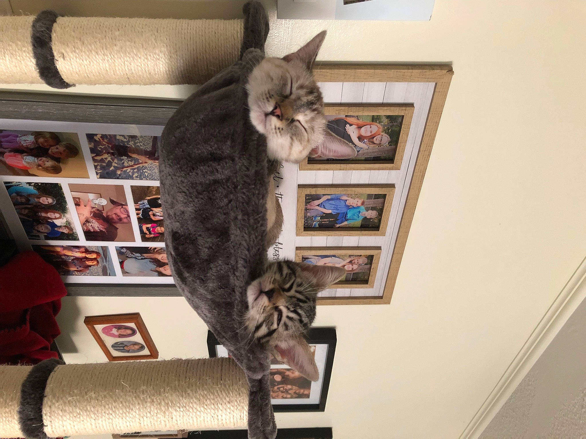Elsa joined the competition — help win amazing prizes! carnivore, cat, comfort, domestic_short_haired_cat, felidae, fur, grey, picture_frame, room, shelf, shelving, small_to_medium_sized_cats, tail, whiskers, wood