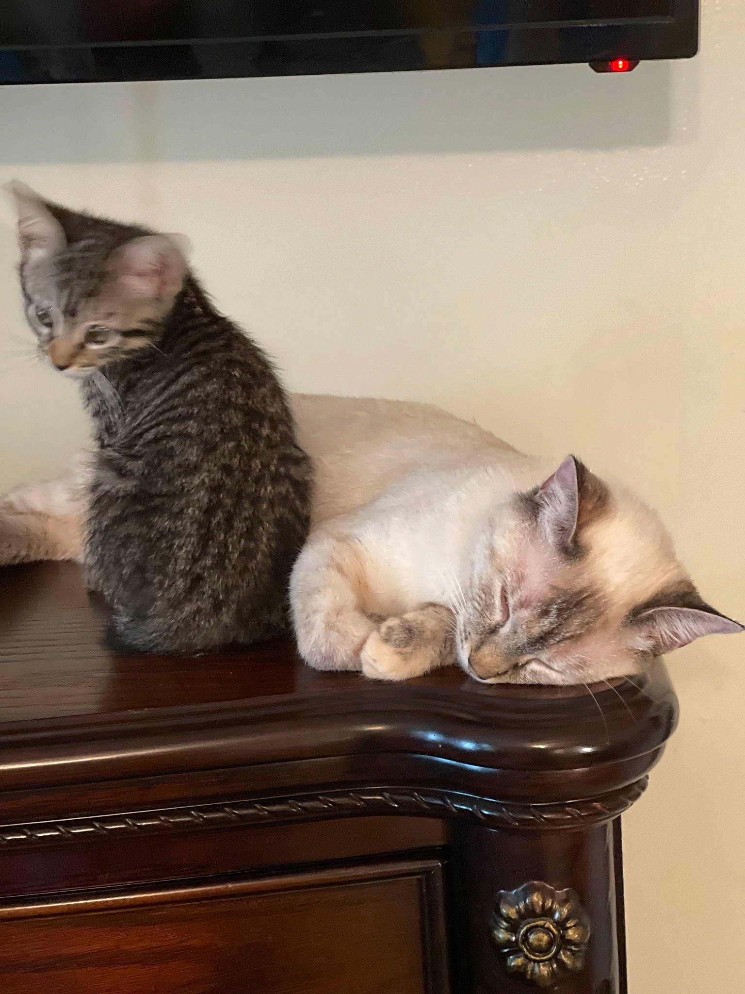 Elsa is registered to the contest to win money with this photo: carnivore, cat, cat_supply, comfort, couch, domestic_short_haired_cat, drawer, fawn, felidae, fur, grey, hardwood, paw, room, small_to_medium_sized_cats, table, tail, vertebrate, whiskers, wood