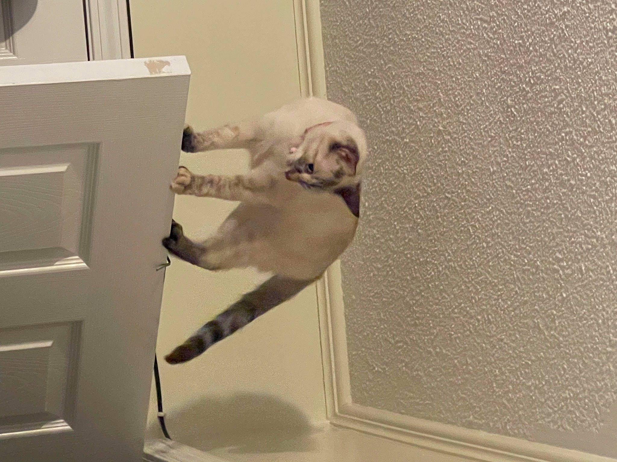 Elsa is registered to the contest to win money with this photo: art, carnivore, comfort, companion_dog, dog, dog_breed, elbow, fawn, flooring, hardwood, human_leg, knee, plaster, room, snout, sporting_group, stairs, tail, window, wood