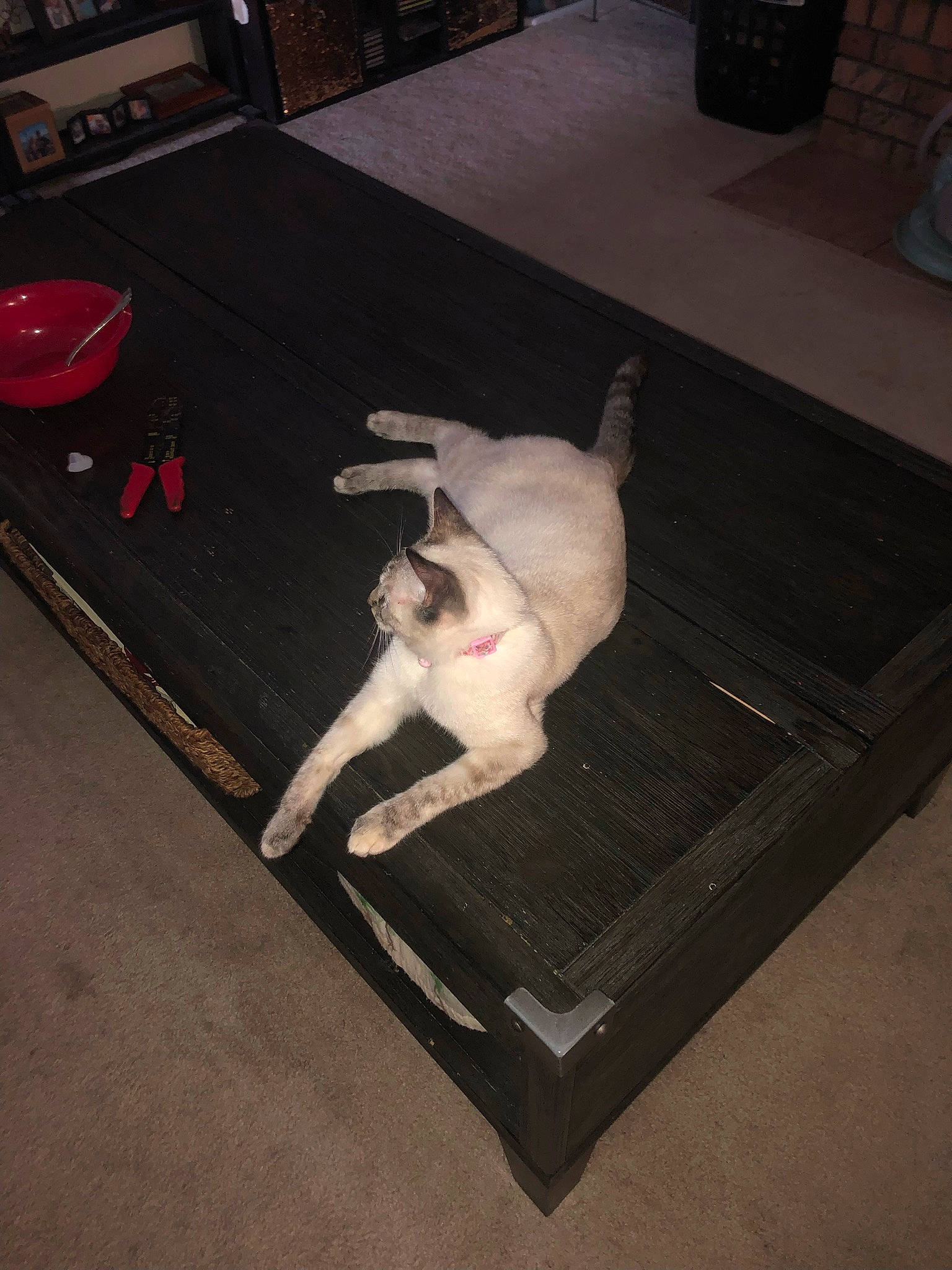 Elsa joined the competition — help win amazing prizes! canidae, carnivore, cat, comfort, companion_dog, dog_breed, fawn, felidae, floor, flooring, fur, hardwood, paw, small_to_medium_sized_cats, snout, tail, toy_dog, whiskers, wood, working_animal