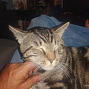 Gurt is registered to the contest to win money with this photo: cat, tabby_cat, pet, animal, hand, human, relaxing, indoor, jeans, furniture, couch, whiskers, closed_eyes, striped_fur, comfort, domestic_animal, resting, person, foot, blurred_background