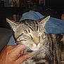 cat, tabby_cat, pet, animal, hand, human, relaxing, indoor, jeans, furniture, couch, whiskers, closed_eyes, striped_fur, comfort, domestic_animal, resting, person, foot, blurred_background