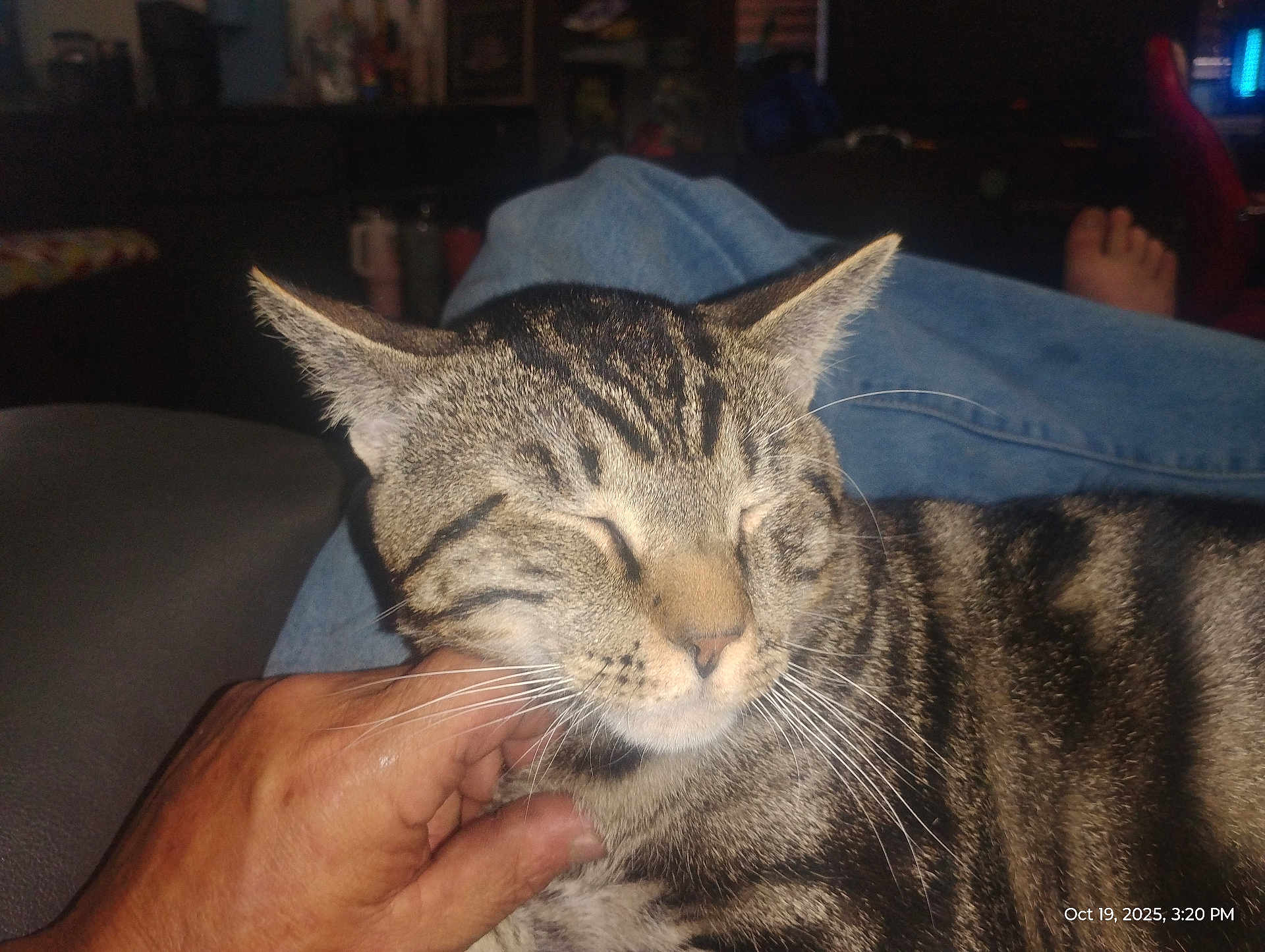 Gurt is registered to the contest to win money with this photo: cat, tabby_cat, pet, animal, hand, human, relaxing, indoor, jeans, furniture, couch, whiskers, closed_eyes, striped_fur, comfort, domestic_animal, resting, person, foot, blurred_background