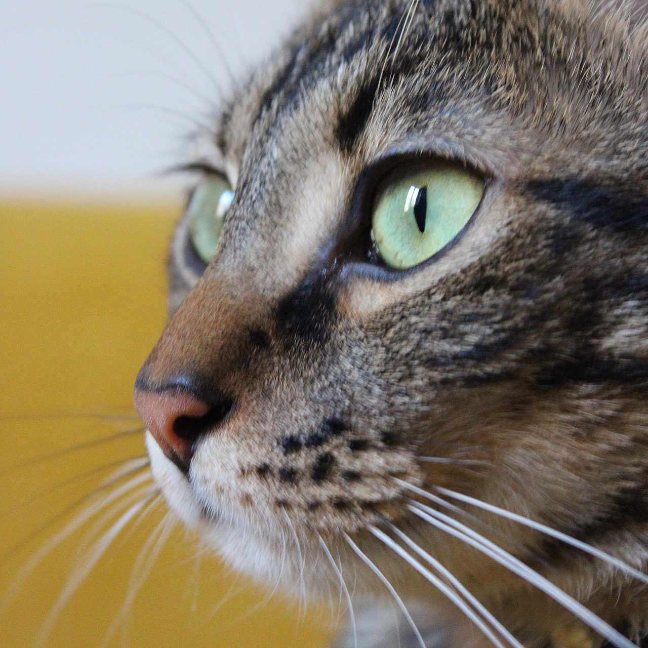 Sparrow a rejoint le concours — aidez-le/la à gagner de superbes lots ! animal, cat, close_up, curious, cute, domestic_cat, face, feline, focus, fur, green_eyes, indoor, looking_away, mammal, pet, portrait, profile, side_view, tabby, whiskers