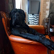 Mars a rejoint le concours — aidez-le/la à gagner de superbes lots ! dog, black_dog, leather_chair, indoor, lounge, pet, relaxed, furniture, orange_chair, canine, home, cozy, blurred_background, paw, resting, animal, domestic, portrait, calm, large_dog