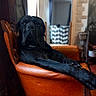 dog, black_dog, leather_chair, indoor, lounge, pet, relaxed, furniture, orange_chair, canine, home, cozy, blurred_background, paw, resting, animal, domestic, portrait, calm, large_dog