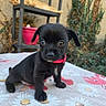 puppy, dog, black_dog, ginger_cat, cat, pet, animal, red_collar, sitting, outdoor, table, floral_tablecloth, daisies, garden, patio, chair, brick_wall, plants, portrait, cute