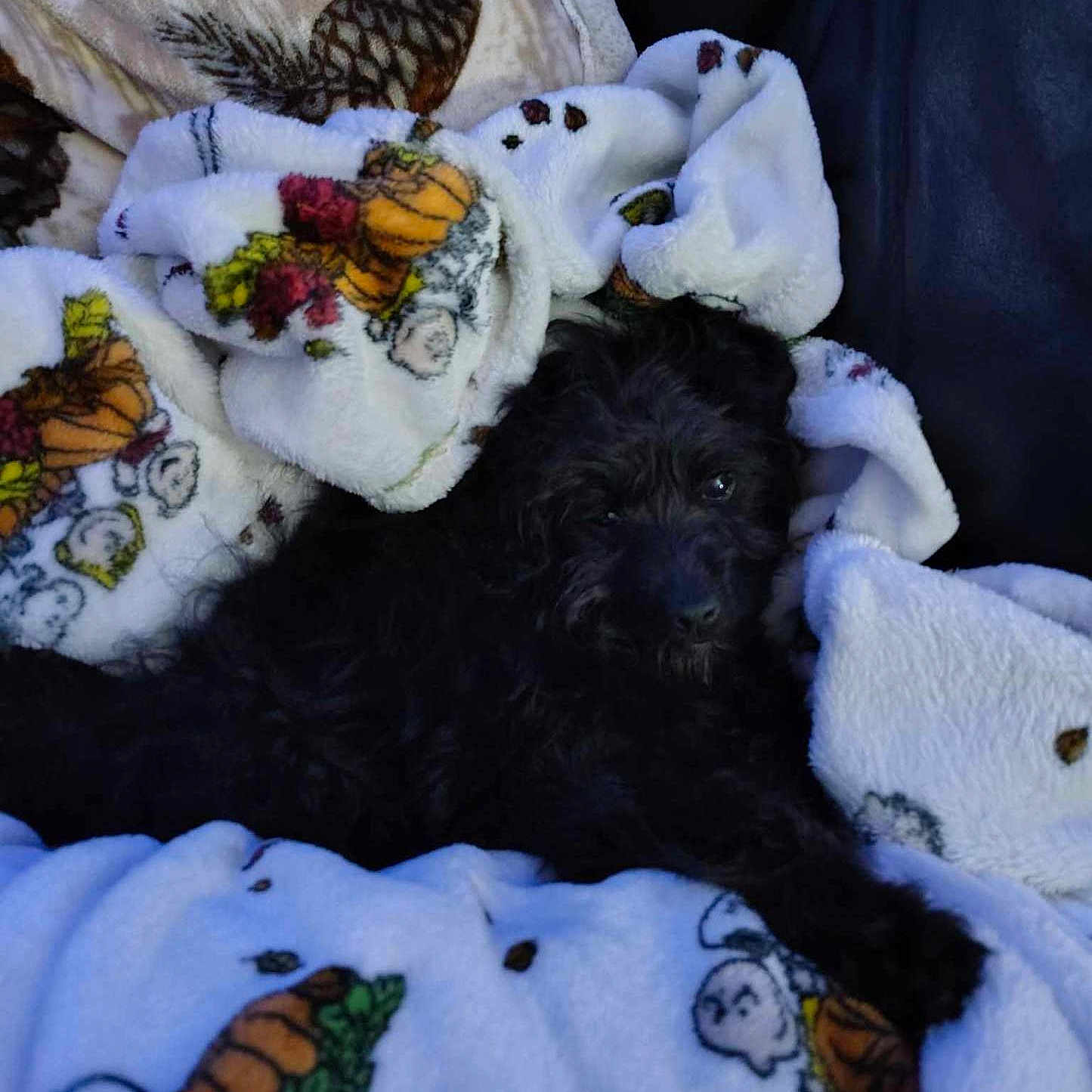 Midnight is registered to the contest to win money with this photo: animal, black_dog, blanket, comfort, couch, cozy, cute, dog, fall_theme, fur, home, indoor, pet, pumpkin_pattern, relaxed, resting, sleepy, snuggled, soft_texture, warm