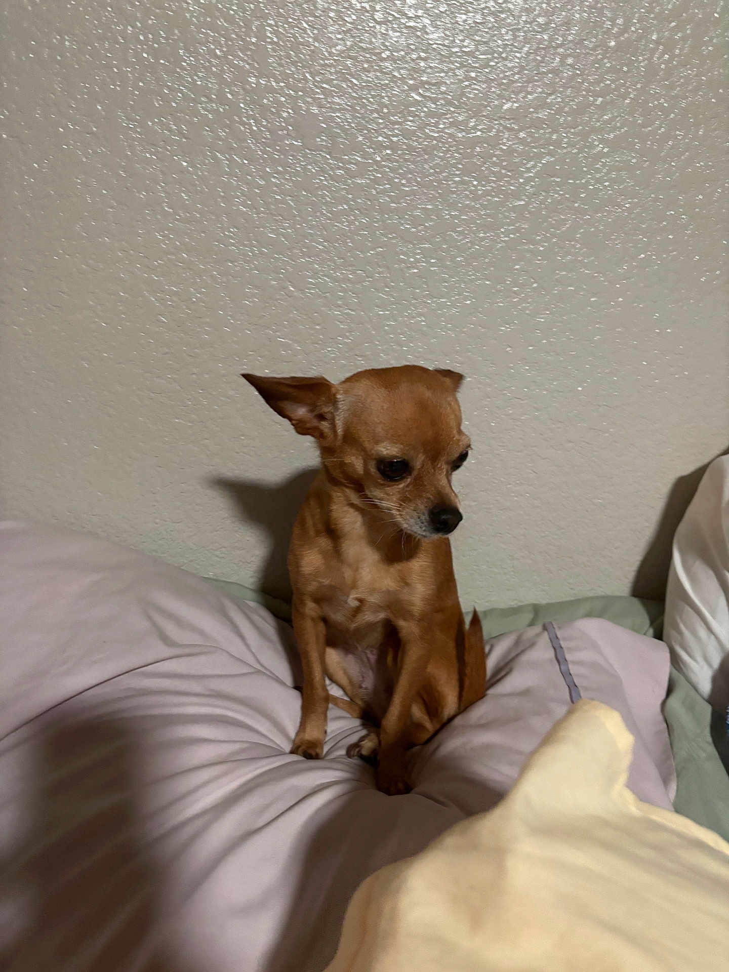 Rosie Bell is registered to the contest to win money with this photo: small_dog, chihuahua, brown_dog, bed, pillow, indoor, pet, quiet, shadow, wall, resting, cute, animal, fur, ears, looking_down, domestic, companion, calm, furniture