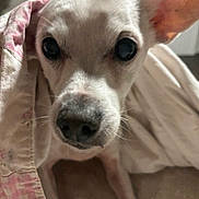 Max joined the competition — help win amazing prizes! dog, close_up, blanket, pet, indoor, cute, snug, white_dog, small_dog, fur, animal, face, ears, nose, cozy, resting, curious, portrait, canine, companion