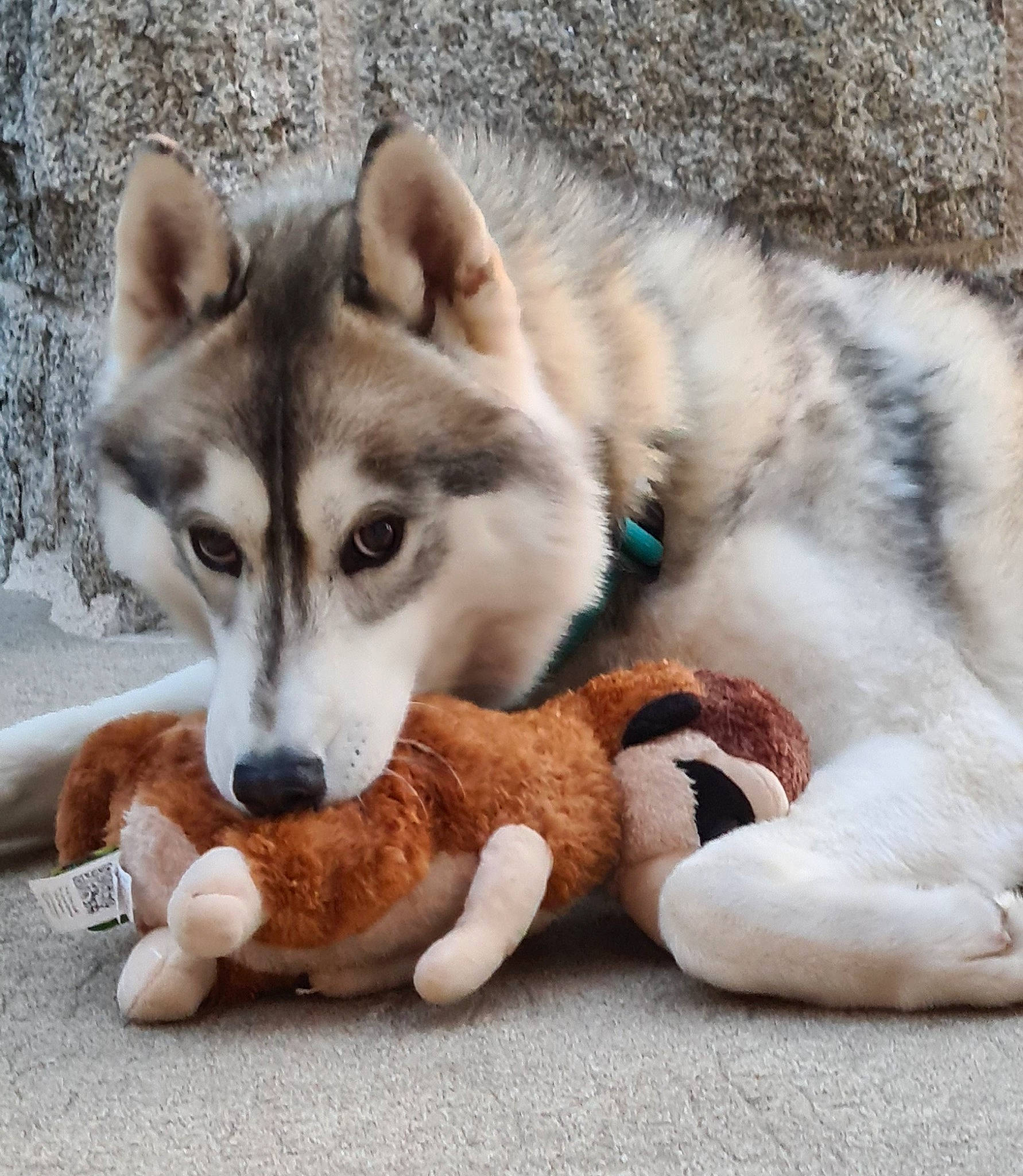 Pillgrim participe au concours pour gagner de l'argent avec cette photo : ancient_dog_breeds, canidae, canis, carnivore, companion_dog, dog, dog_breed, fawn, fur, non_sporting_group, paw, puppy, siberian_husky, sled_dog, sporting_group, tail, terrestrial_animal, whiskers, wildlife, working_dog