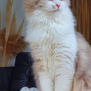 Masha participe au concours pour gagner de l'argent avec cette photo : cat, fluffy, indoor, wooden_table, black_couch, blanket, pampas_grass, string_lights, furniture, pet, domestic_cat, white_fur, cream_fur, ears, whiskers, face, eyes, table, cozy, relaxed