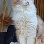 cat, fluffy, indoor, wooden_table, black_couch, blanket, pampas_grass, string_lights, furniture, pet, domestic_cat, white_fur, cream_fur, ears, whiskers, face, eyes, table, cozy, relaxed