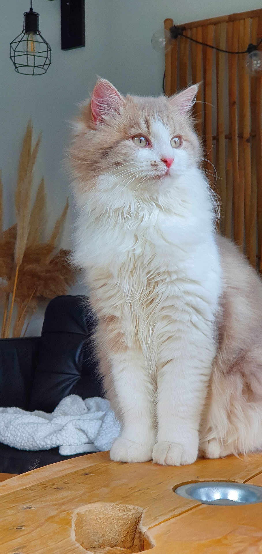 Masha