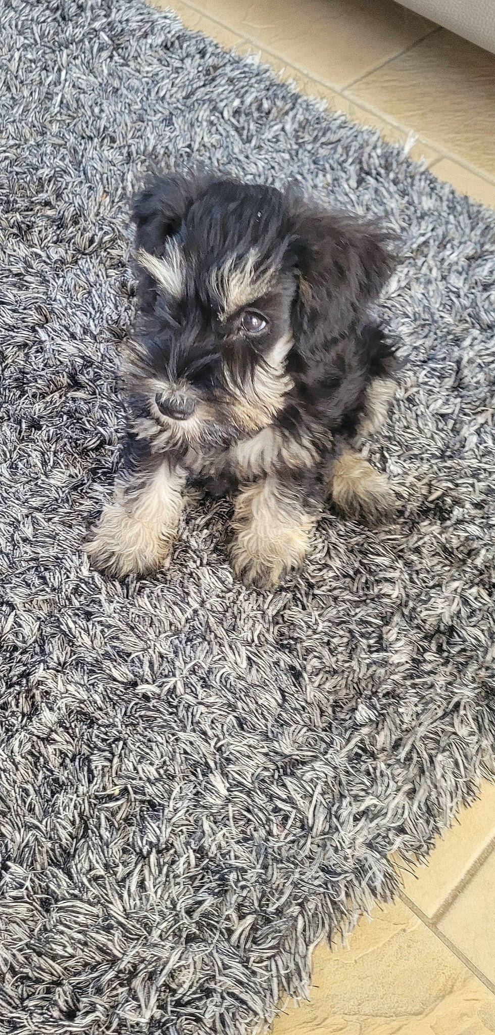 Sheikha a rejoint le concours — aidez-le/la à gagner de superbes lots ! carnivore, companion_dog, dog, dog_breed, felidae, fur, grass, grey, liver, small_terrier, small_to_medium_sized_cats, snout, soil, sporting_group, tail, terrestrial_animal, terrier, toy_dog, whiskers, yorkipoo