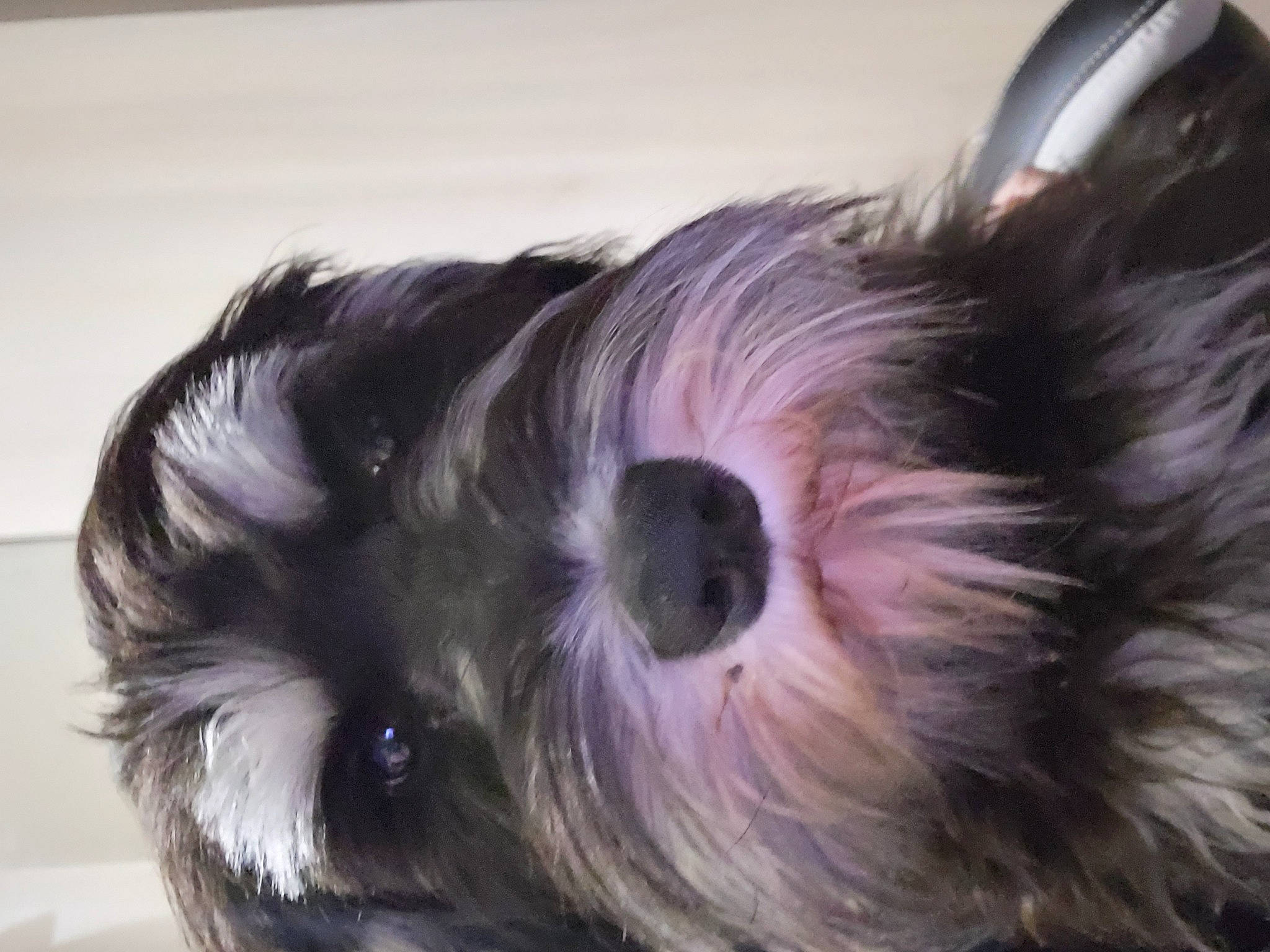 Sheikha a rejoint le concours — aidez-le/la à gagner de superbes lots ! biewer_terrier, canidae, carnivore, companion_dog, dog, dog_breed, dog_supply, fawn, fur, liver, maltepoo, non_sporting_group, puppy, small_terrier, snout, sporting_group, terrier, toy_dog, whiskers, working_animal