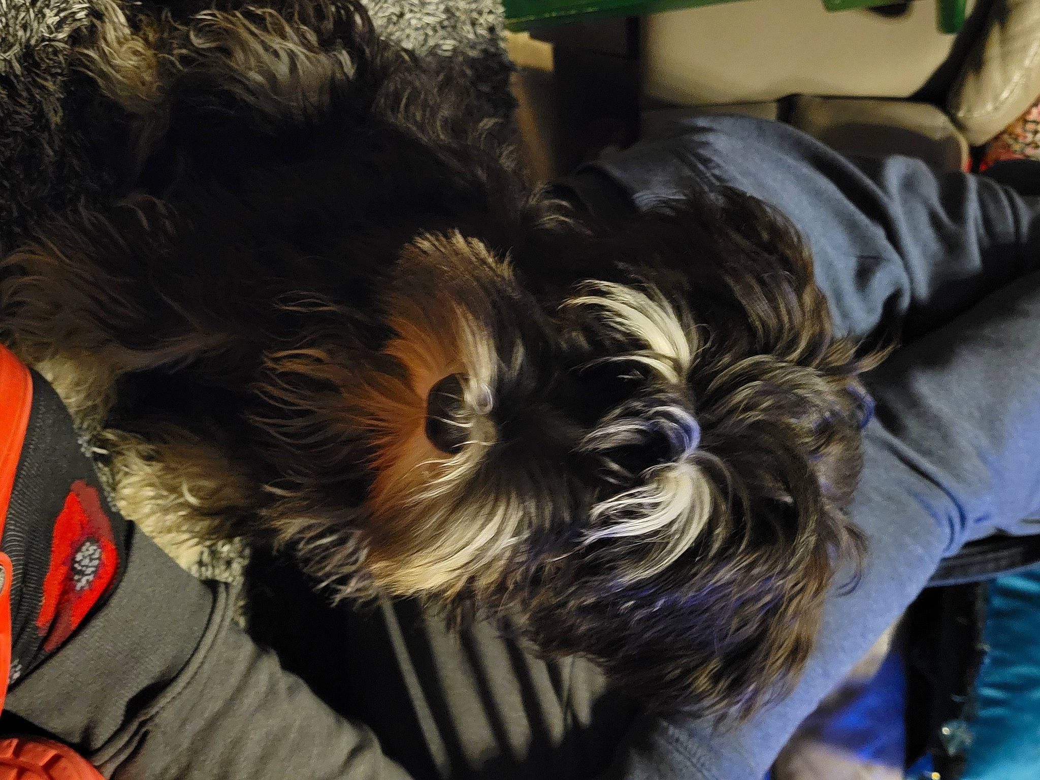 Sheikha a rejoint le concours — aidez-le/la à gagner de superbes lots ! canidae, carnivore, comfort, companion_dog, dog, dog_breed, dog_supply, ear, fawn, felidae, fur, liver, personal_protective_equipment, small_terrier, snout, sporting_group, terrier, toy_dog, whiskers, working_animal