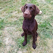 Arwen participe au concours pour gagner de l'argent avec cette photo : animal, attentive, canine, chocolate_brown, daylight, dog, ears, eyes, fur, grass, ground, nature, outdoor, pet, plush_toy, sitting, snout, stone, toy, wall