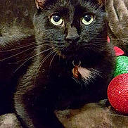 Bubby is registered to the contest to win money with this photo: