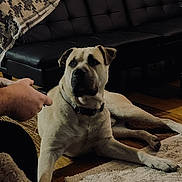 Dozer joined the competition — help win amazing prizes! blanket, canine, collar, couch, dog, floor, framed_art, furniture, hardwood_floor, indoor, living_room, person_hand, pet, relaxed, remote_control, rug, shadow, sitting, sock, window_ac