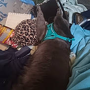 Raider joined the competition — help win amazing prizes! black, blanket, blue, brown, casual, clothing, dog, fabric, fur, green, harness, hat, indoor, leopard_print, lottery_tickets, pet, pile, resting, texture, vacuum_cleaner