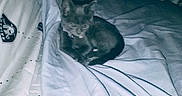 Raider joined the competition — help win amazing prizes! adult, animal, bed, bedroom, blanket, cat, face, furniture, head, indoors, kitten, male, man, person, pet, photography, portrait, quilt, room, sleeping