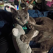 Raider joined the competition — help win amazing prizes! cat, gray_cat, stuffed_toy, shark_toy, pet, animal, claws, indoor, closeup, bed, fabric, collar, feline, playful, paw, resting, toy, domestic_cat, cute, whiskers