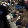 cat, gray_cat, stuffed_toy, shark_toy, pet, animal, claws, indoor, closeup, bed, fabric, collar, feline, playful, paw, resting, toy, domestic_cat, cute, whiskers