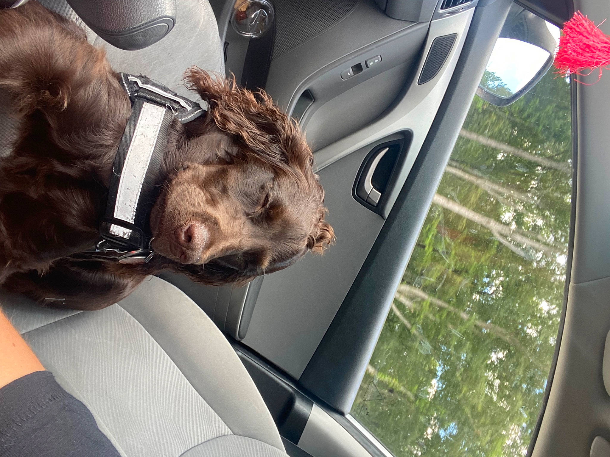 Memphis joined the competition — help win amazing prizes! auto_part, automotive_design, automotive_exterior, automotive_tire, car, carnivore, companion_dog, dog, dog_breed, fawn, felidae, fur, gesture, motor_vehicle, personal_luxury_car, snout, sporting_group, vehicle, vehicle_door, whiskers