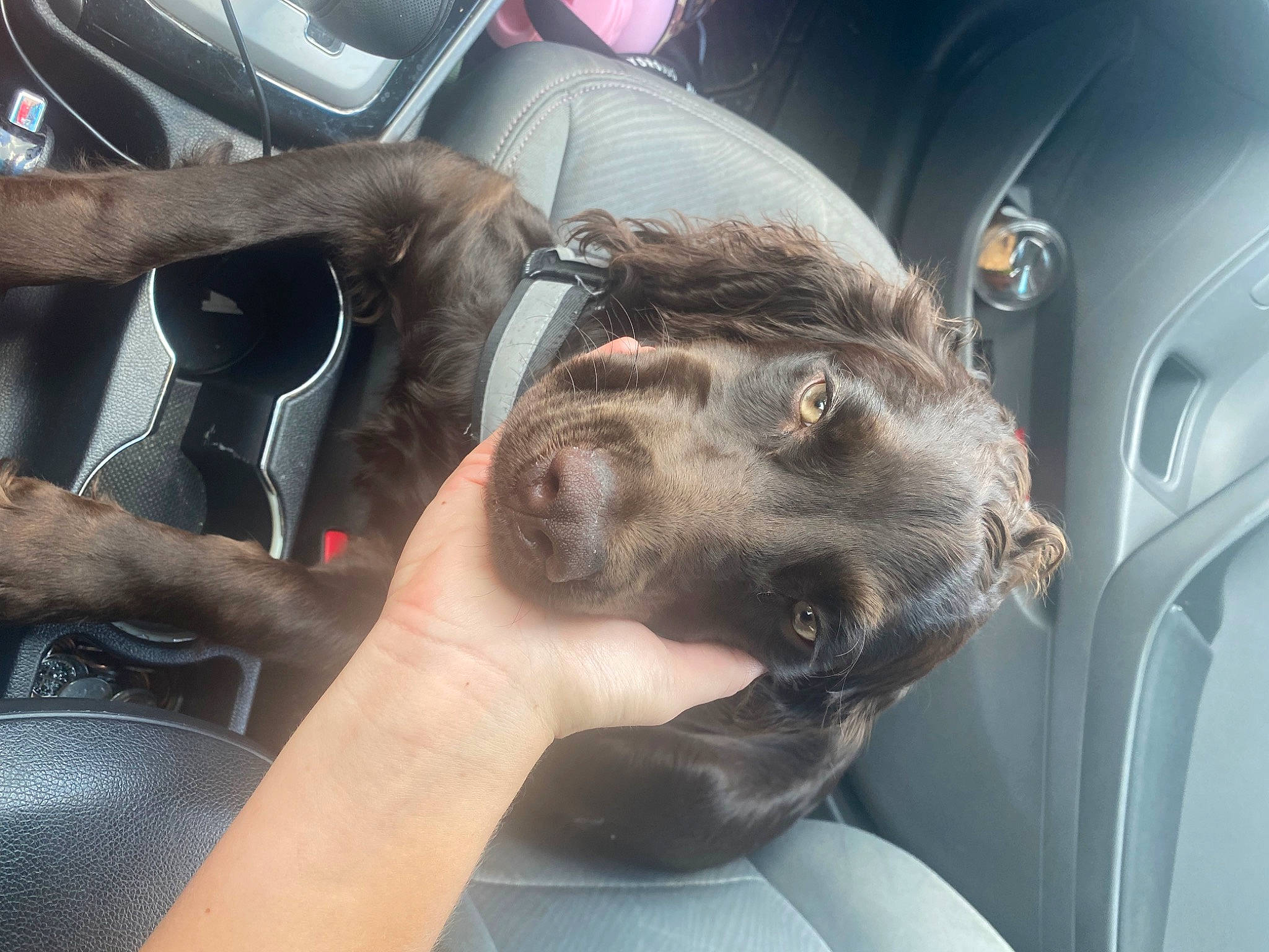 Memphis is registered to the contest to win money with this photo: auto_part, automotive_design, automotive_exterior, car, car_seat, carnivore, comfort, dog, fawn, gesture, hand, motor_vehicle, personal_luxury_car, snout, steering_part, steering_wheel, vehicle, vehicle_door, window, windshield