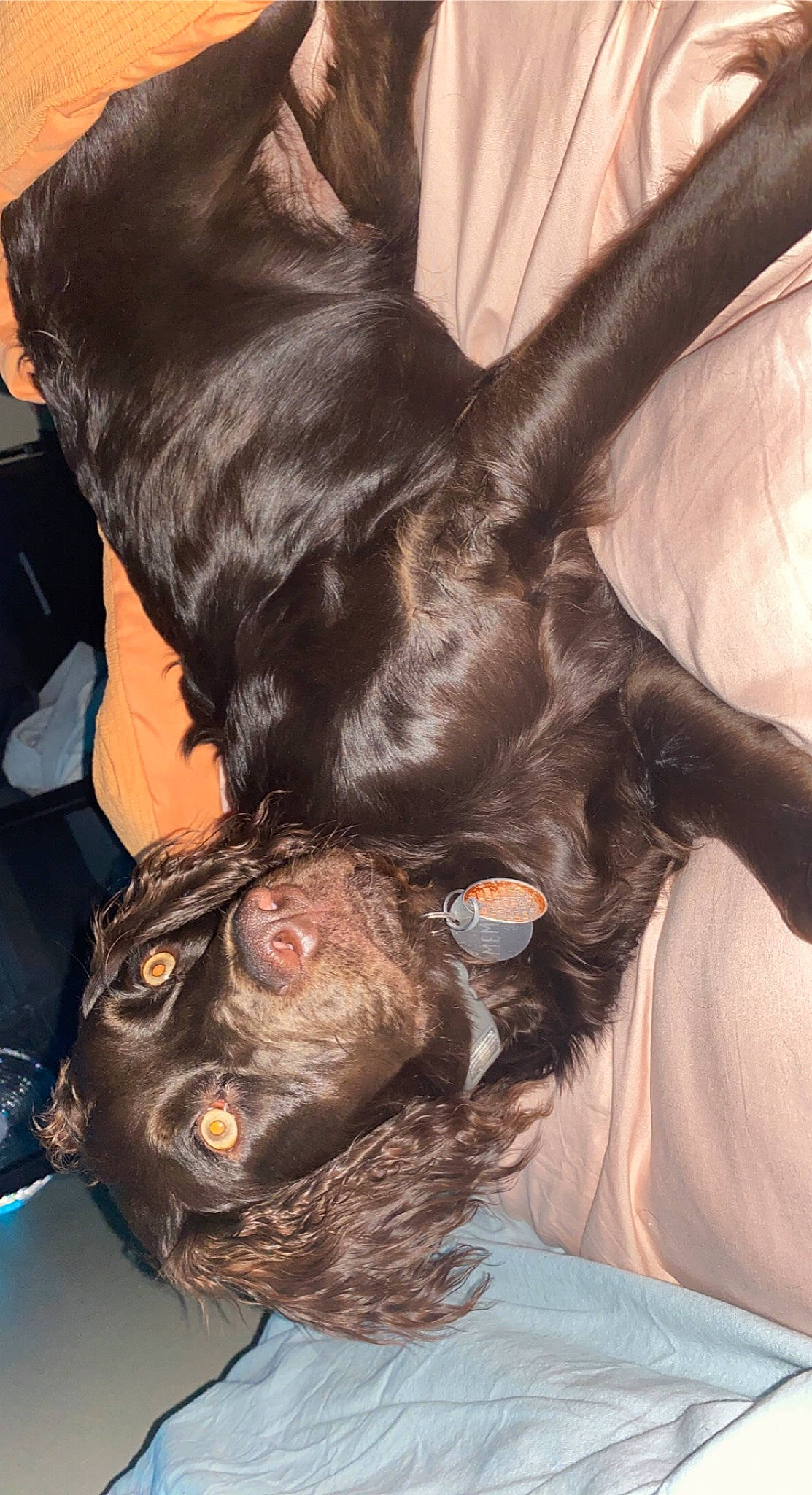 Memphis joined the competition — help win amazing prizes! canidae, carnivore, claw, comfort, companion_dog, dog, dog_breed, dog_collar, ear, fawn, fur, gesture, liver, paw, snout, sporting_group, tail, toy_dog, whiskers, working_animal