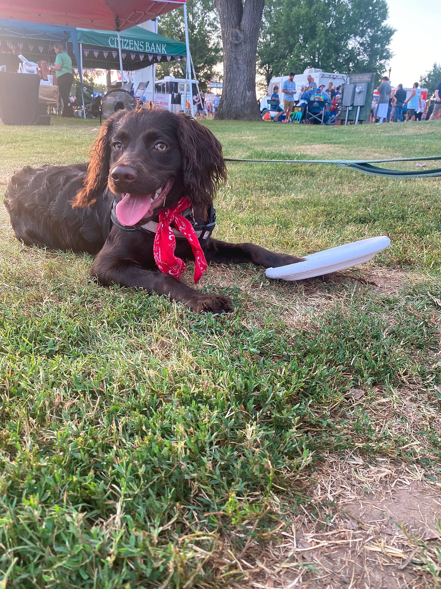 Memphis is registered to the contest to win money with this photo: canidae, carnivore, companion_dog, dog, dog_breed, grass, gun_dog, lawn, leash, liver, plant, recreation, retriever, sky, soil, spaniel, sporting_group, tail, tree, water_dog