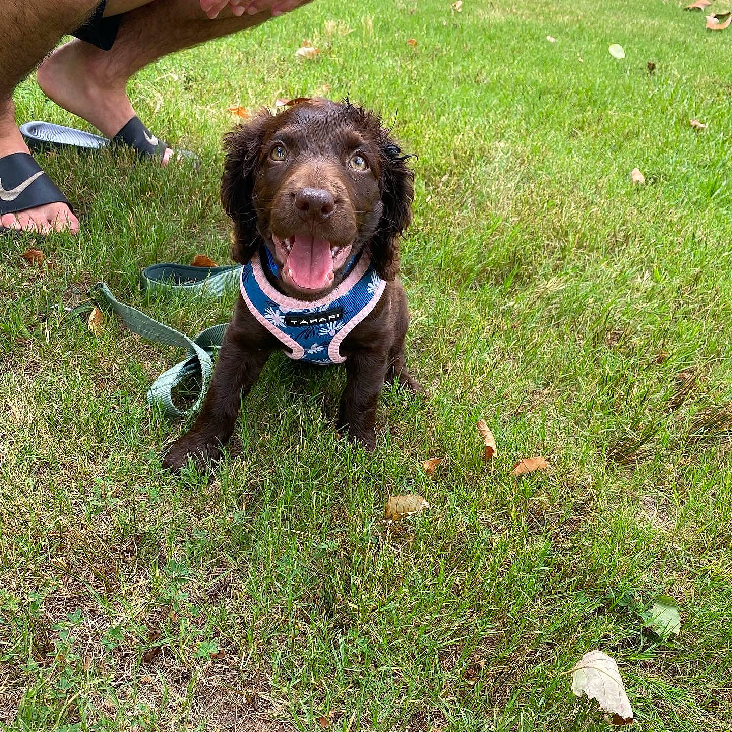 Rivers is registered to the contest to win money with this photo: calf, canidae, carnivore, collar, companion_dog, dog, dog_breed, dog_collar, foot, grass, groundcover, human_leg, leash, liver, recreation, retriever, sporting_group, tail, thigh, working_dog