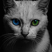 Conasse participe au concours pour gagner de l'argent avec cette photo : animal, black_background, blue_eye, cat, close_up, contrast, face, fur, green_eye, heterochromia, intense_gaze, monochrome, mystery, pet, portrait, sharp_focus, texture, water_droplets, whiskers, wildlife