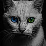 animal, black_background, blue_eye, cat, close_up, contrast, face, fur, green_eye, heterochromia, intense_gaze, monochrome, mystery, pet, portrait, sharp_focus, texture, water_droplets, whiskers, wildlife