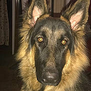 Coltrane is registered to the contest to win money with this photo: dog, german_shepherd, pet, portrait, close_up, fur, ears, eyes, nose, indoor, flash, eye_reflection, black_fur, brown_fur, companion, stare, whiskers, living_room, curtain, floor