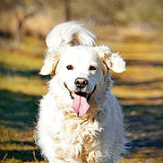 Lana participe au concours pour gagner de l'argent avec cette photo : accessories, animal, ball, bodypart, canine, cockerspaniel, dog, eskimodog, goldenretriever, grass, mouth, person, pet, plant, poodle, puppy, strap, terrier, tongue, whitedog