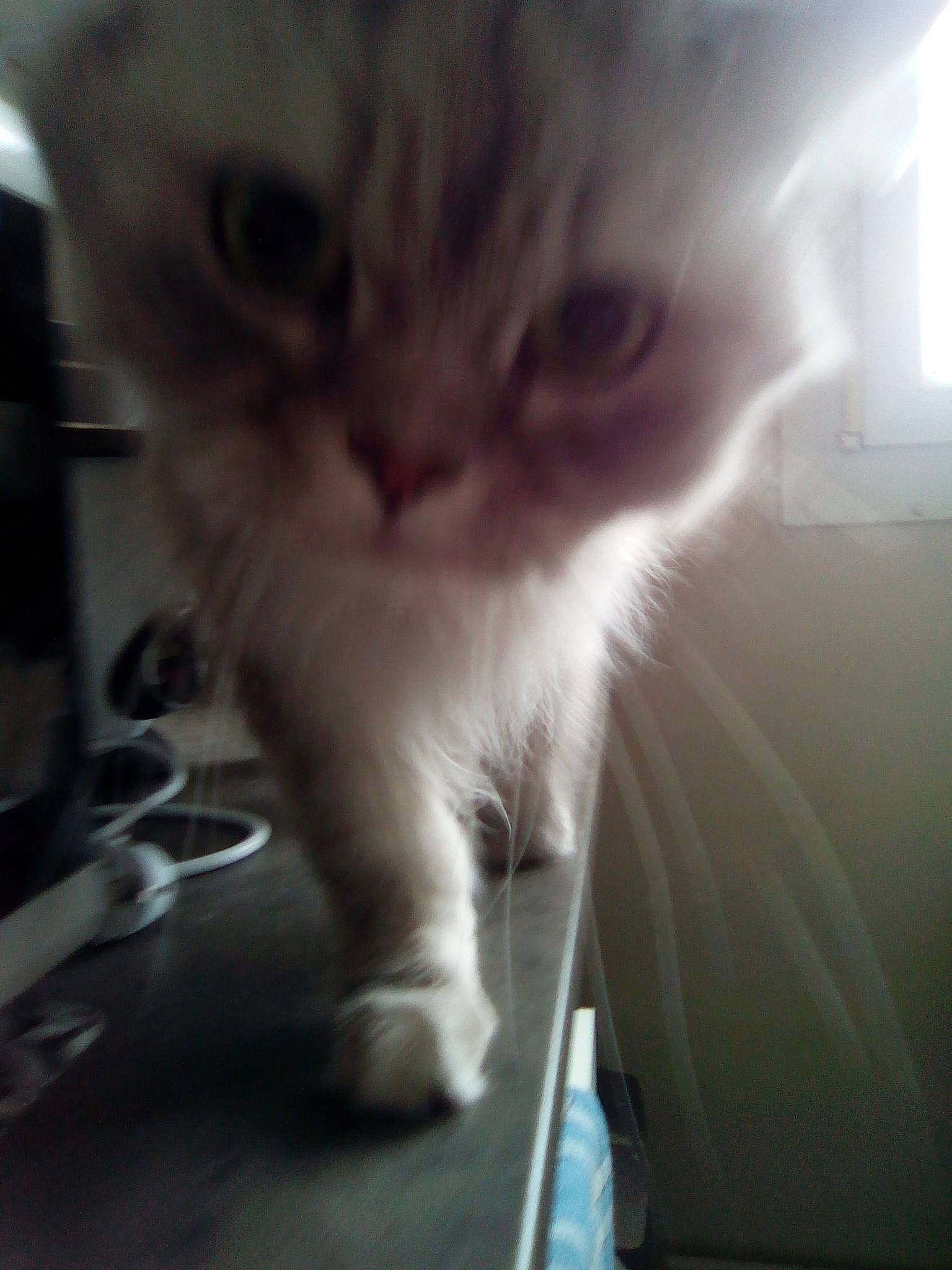 Manny a rejoint le concours — aidez-le/la à gagner de superbes lots ! asian, british_semi_longhair, carnivore, cat, cloud, domestic_short_haired_cat, ear, eye, felidae, fur, kitten, mammal, nose, polydactyl_cat, sky, small_to_medium_sized_cats, snout, whiskers