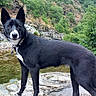 dog, black_dog, outdoor, nature, river, rock, greenery, trees, wildlife, canine, fur, collar, animal, landscape, mountains, water, alert, standing, scenery, daylight