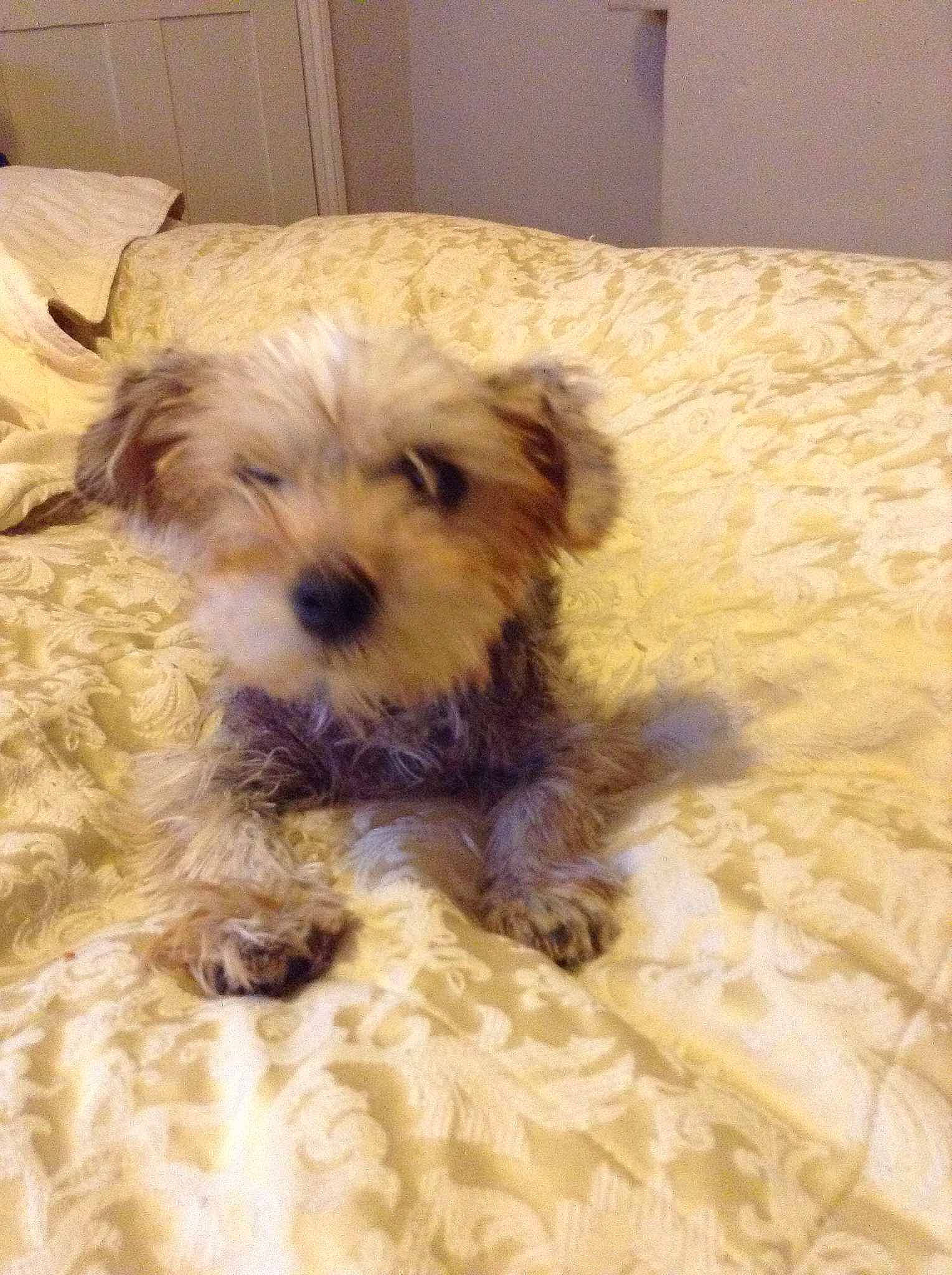 Pixie joined the competition — help win amazing prizes!