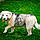 Milo