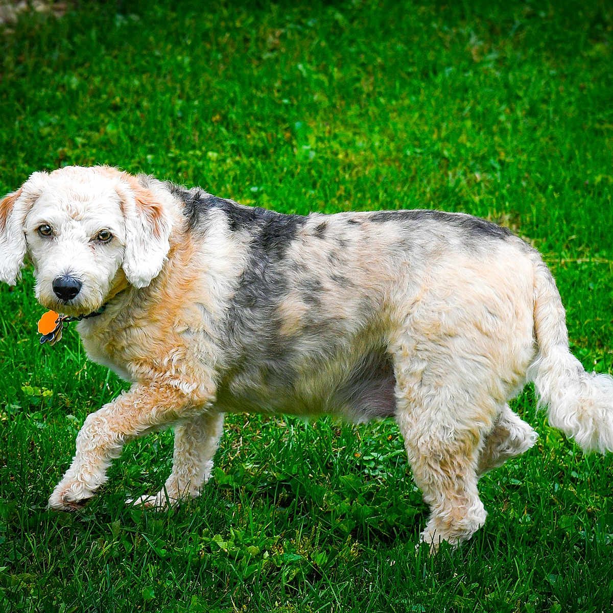 Milo